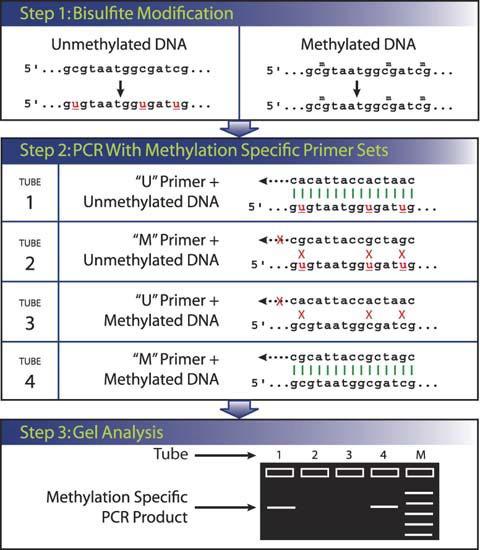 Bisulfite sequencing Methylation specific PCR CH 3 CH 3 Genomic DNA 5 -ACGATCGCGACGATCGA-3 5 -AUGATCGUGAUGATCGA-3 5 -ATGATCGTGATGATCGA-3 3 -TACTAGCACTACTAGCT-5 Bisulfite treatment PCR amplification