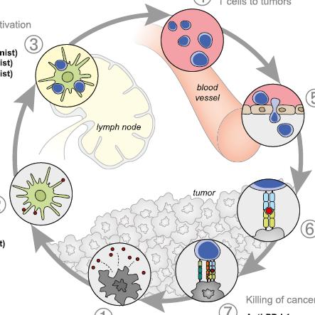 A Roadmap of Immunotherapy- Tumor Interactions 4 Trafficking of T cells to tumors Priming and activation Anti-CTLA4 Anti-CD137 (agonist) Anti-OX40 (agonist) Anti-CD27 (agonist) IL-2 IL-12 3 5