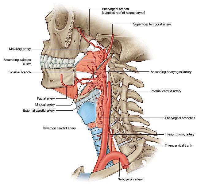 Blood supply Ascending pharyngeal A Ascending palatine
