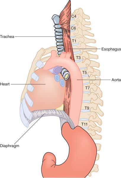 Esophagus The esophagus serves as a conduit between the pharynx and the stomach.