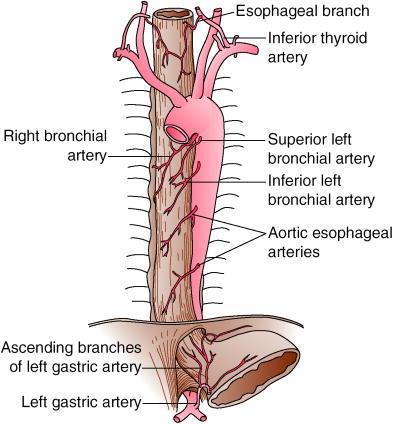 Anatomy Blood Supply Cervical inferior thyroid arteries Thoracic 4-6 aortic esophageal arteries and branches of left bronchial