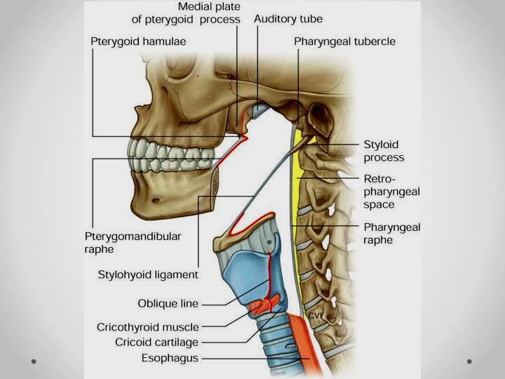 Layers in pharyngeal wall LANDMARKS LAYERS ARE Buccopharyngeal fascia Pharyngobasilar fascia