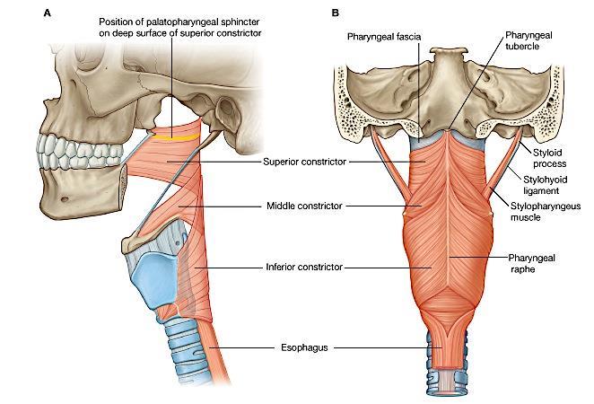 Separated into 2 layers, pharyngeal muscles sandwiched between them Thick pharyngobasilar