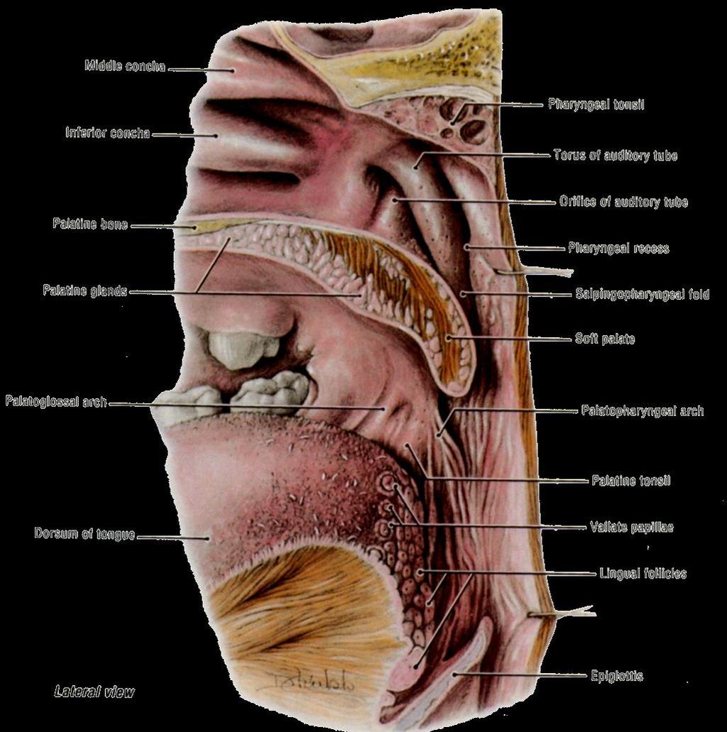 Nasopharynx Above and posterior to the ostium is an elevation, the torus tubarius, or tubal torus.