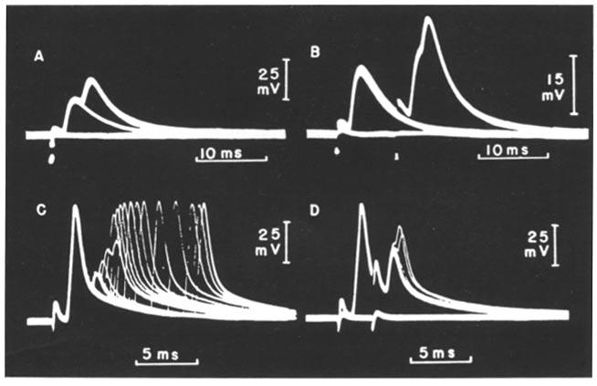 144 SOMA, DENDRITE, AND AXON EXCITATION" The events in Fig. 15 are analogous to excitation spread experiments through blocked regions in frog nerves (17, 29, p.