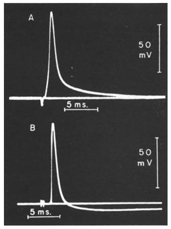 CARLOS EYZAGUIRRE AND STEPHEN W. KUFFLER 123 In Fig. 2 A intracellular records were taken from the soma of a fast cell while gradual stretch was applied.