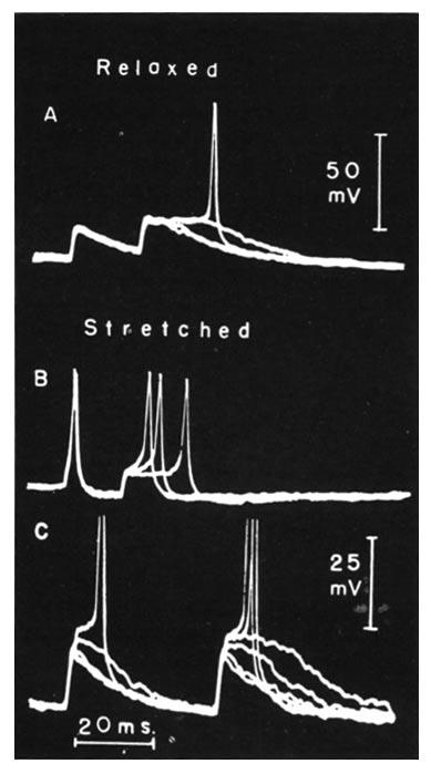 CARLOS EYZAGUIRRE AND STEPHEN W. KUFFLER 129 component are seen in Fig. 4, detected in the soma, and in Fig. 15, recorded in an axon when block occurred near the electrode tip.