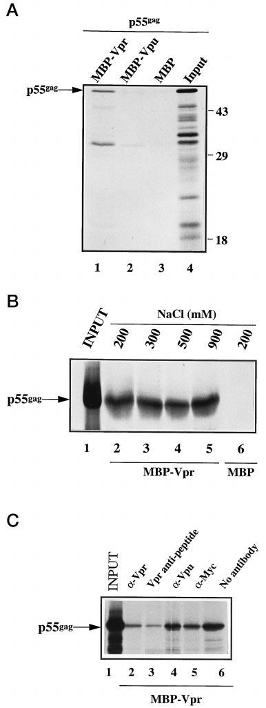 9088 HIV-1 Vpr Packaging Requires Direct Interaction with p6 gag FIG. 4. In vitro interaction between Vpr and the Pr55 gag.