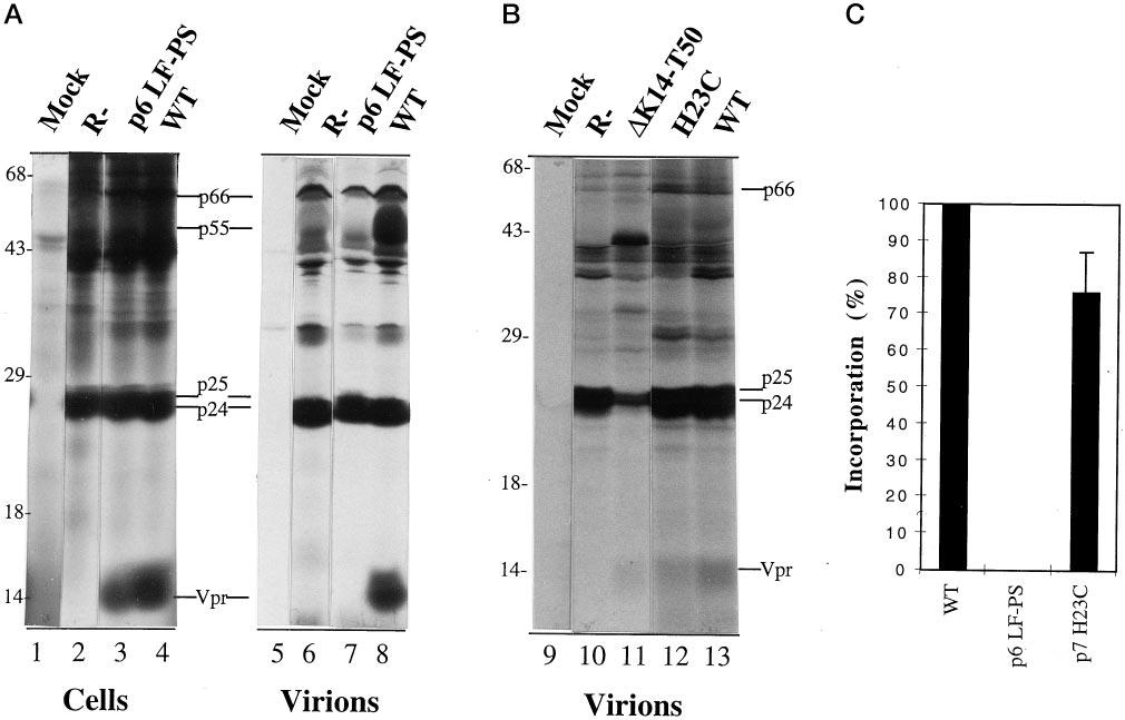 HIV-1 Vpr Packaging Requires Direct Interaction with p6 gag 9089 FIG. 5. Virion incorporation of Vpr in wild-type and mutant Gag HIV-1 proviruses.
