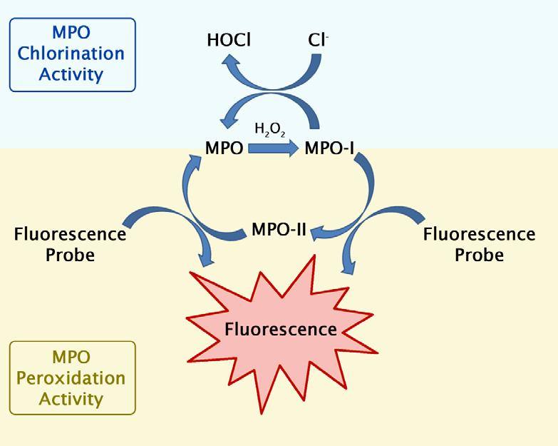 Figure 1. Chlorination and Peroxidation Activities of Myeloperoxidase (MPO).