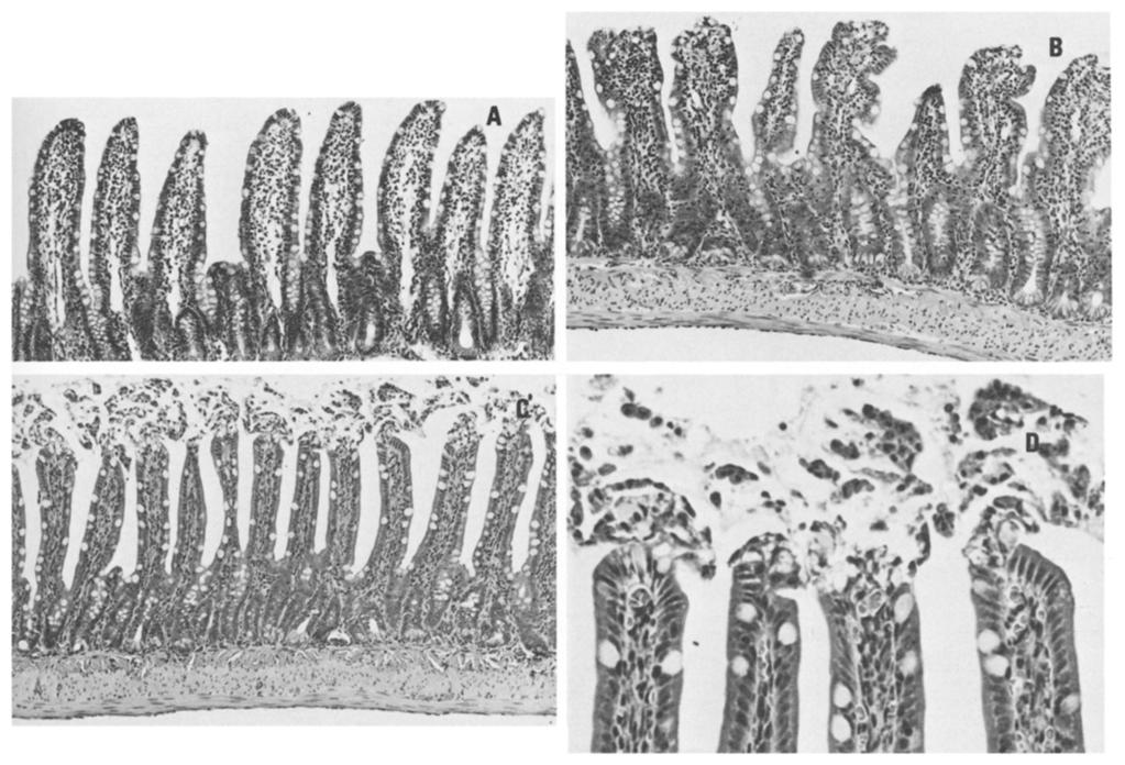 Similar findings, but t a lesser degree, were bserved in rats perfused with 2 mm ethanl (fig. 2). The brush brder and clumnar epithelial cells were intact and appeared nrmal.