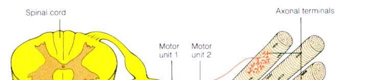Motor Unit One α-motoneuron plus all the