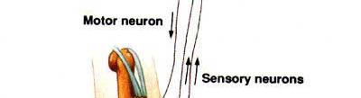 Afferent nerves carry sensory messages to brain or to motor nerves