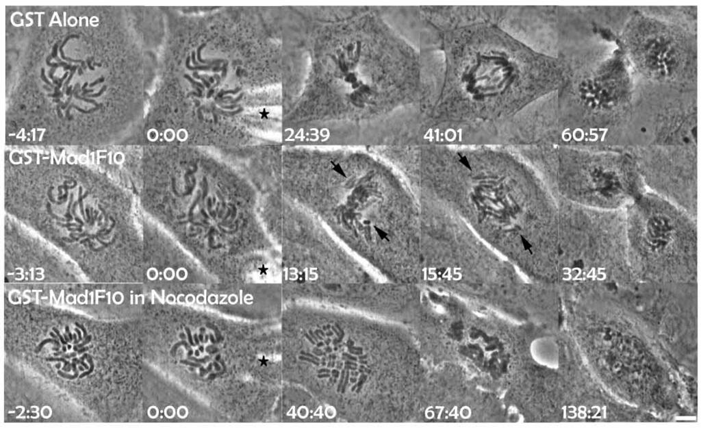 3790 Journal of Cell Science 115 (19) Fig. 3. GST-Mad1F10 can induce premature anaphase onset in prometaphase mammalian tissue cells.