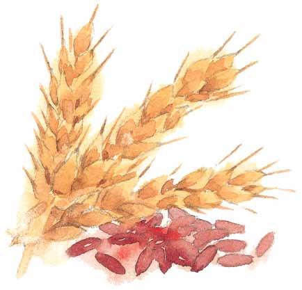 The OVERVIEW of Red Yeast Rice PENGAMBARAN KESELURUHAN Beras Yis Merah The proprietary ingredient in Cholestin is red yeast fermented from premium rice (in Chinese, Hung-chu or Hong Qu ).