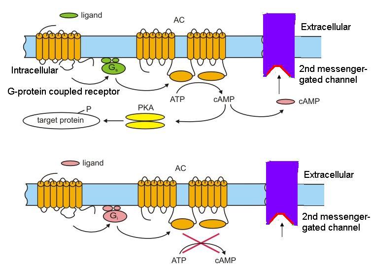 GPCR signaling pathway: regulate AC and camp level Examples Biogenic