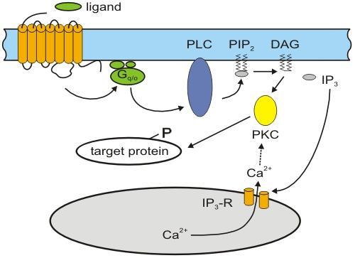 GPCR signaling pathway: PLC activation & Ca2+ increase Examples Rhodopsin in