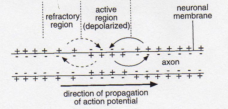 Axon transmission: propagation of action potential A local current flows away from the AP point in both direction This current results in a potential change sufficient to trigger another AP at the