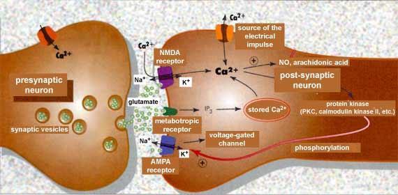 Synaptic transmission: breaking down and recycling of transmitters The transmitter must be removed once the signal is delivered Broken down by an enzyme. e.g. acetylcholinesterase (AchE) breaks down acetylcholine (Ach) to acetate and choline.