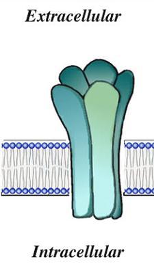 Neuron: ion channels Ion Channels are pore-forming transmembrane proteins.