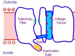 Voltage-gated ion channel 1. Selectivity filter: Na+ only (Sodium channel). 2.