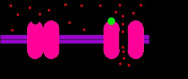 Ligand-gated channel = ionotropic receptors