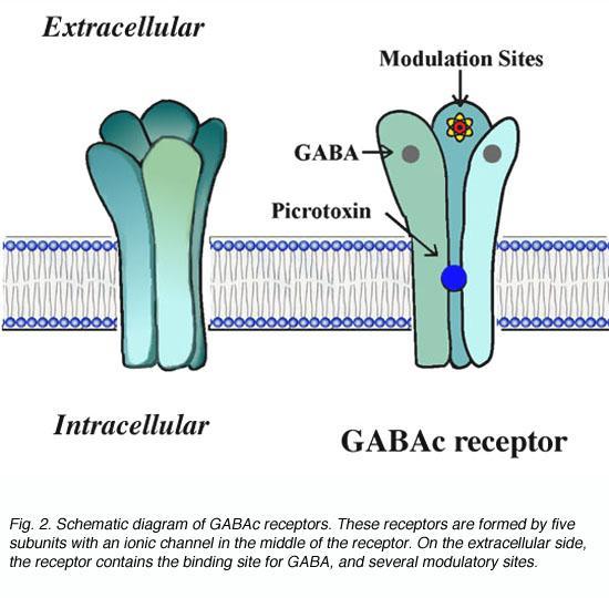 receptor = Ach-gated cation (Na+ and Ca2+) channel