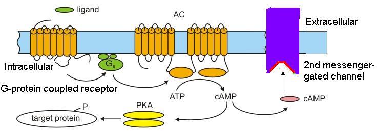 Second messenger-gated channels The receptor of the extracellular ligand ion channel Metabotropic receptor = G-protein coupled receptor (GPCR) Ligand binding leads to G-protein activation and then