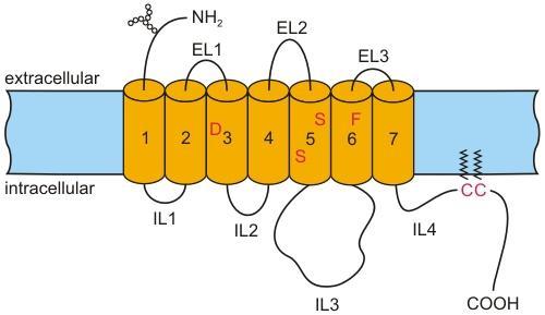 GPCR: G-protein Gα G-protein has three subunits: α,,γ Alpha unit is critical in function Three important classes of alpha units Gs: stimulate adenyl cyclase (AC), camp