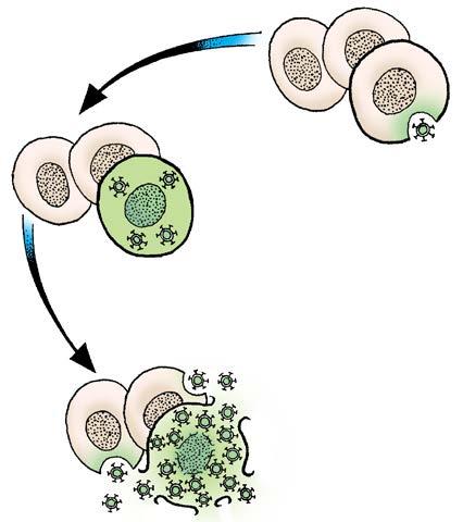 Viruses act like parasites in your cells. Although they can survive for long periods on their own, they must eventually find organisms to serve as hosts.