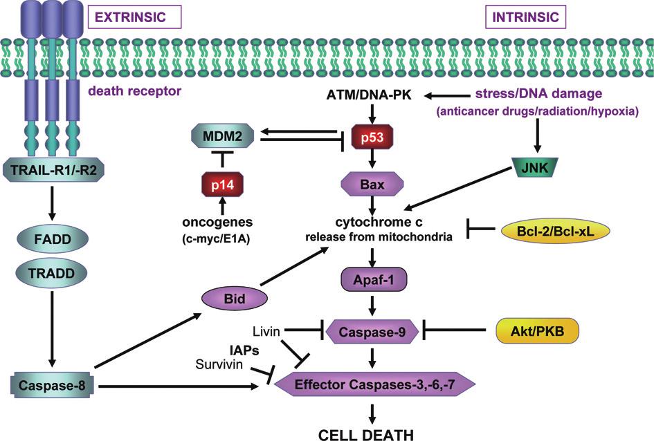 T. Bogenrieder and M. Herlyn / The molecular pathology of cutaneous melanoma 273 Fig. 3. Interrelationship between selected key molecules in the apoptotic program in melanoma.