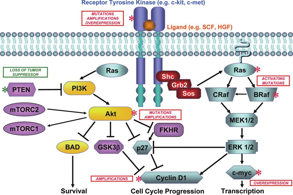 T. Bogenrieder and M. Herlyn / The molecular pathology of cutaneous melanoma 275 Fig. 4. The Ras/RAF/MEK/ERK and the PI3K/AKT signalling pathways in melanoma.