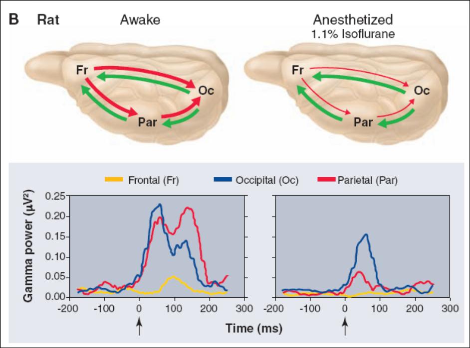 Anaesthesia disrupts cortico-cortical interactions organised 16 by fast oscillations Alkire