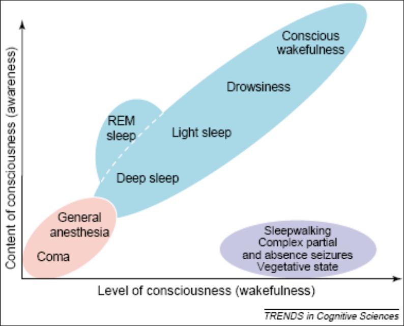 2 Consciousness State of consciousness - Being awake/alert/attentive/responsive Contents of consciousness ( consciousness