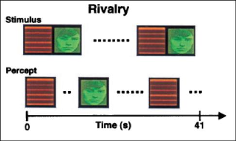 7 Neural correlates of perceptual rivalry Activity (fmri signal changes) related to perceptual transitions during