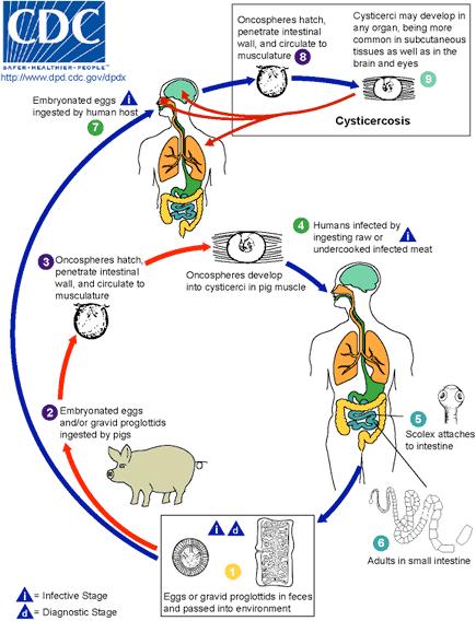 10.3 Life cycle Only if eggs are ingested by human can they cause neurocysticercosis Ingested taenia eggs are activated by gastric and duodenal environment develop into invasive larvae (oncospheres)