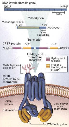 Cystic Fibrosis Transmembrane