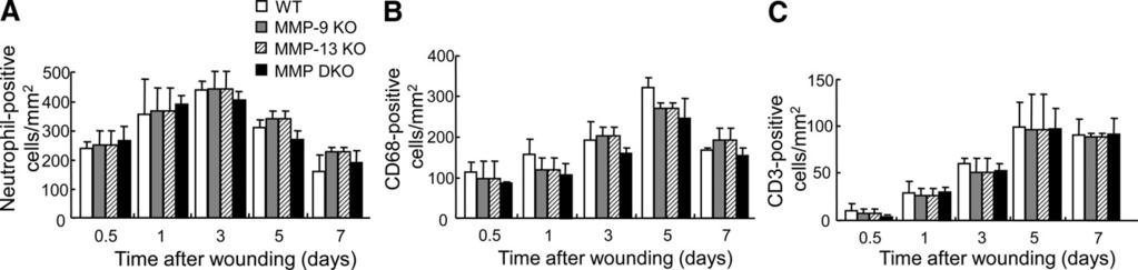 538 Hattori et al Figure 3. Time course changes of inflammatory cell infiltration in skin wounds in wild-type (WT), MMP-9 KO, MMP-13, and MMP-9/13 double KO mice.
