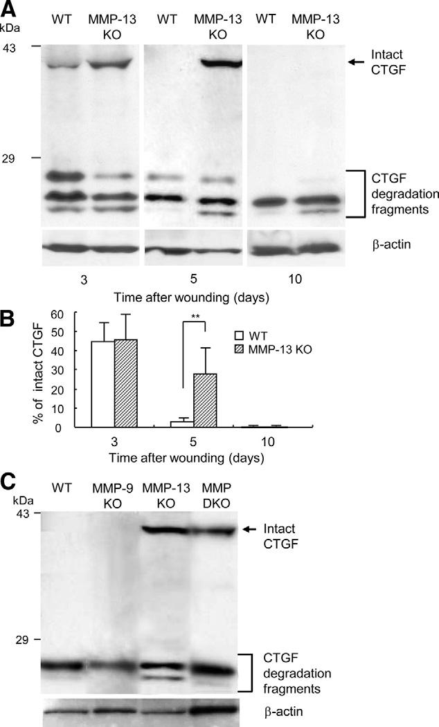MMP-13 in Skin Wound Healing 541 10B, the concentration in the culture media from wildtype fibroblasts was significantly increased after treatment with latent TGF- 1, and it was also significantly