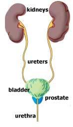Prostate: Relational Anatomy