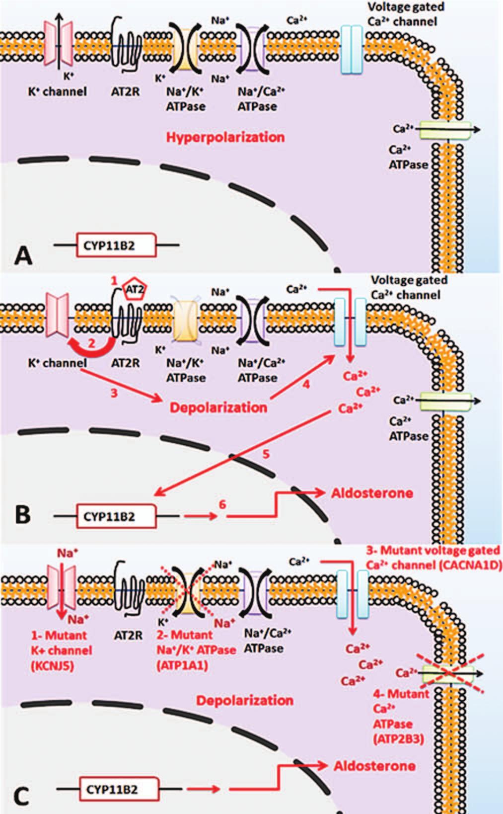 Figure 2. Molecular biologic features of primary aldosteronism.