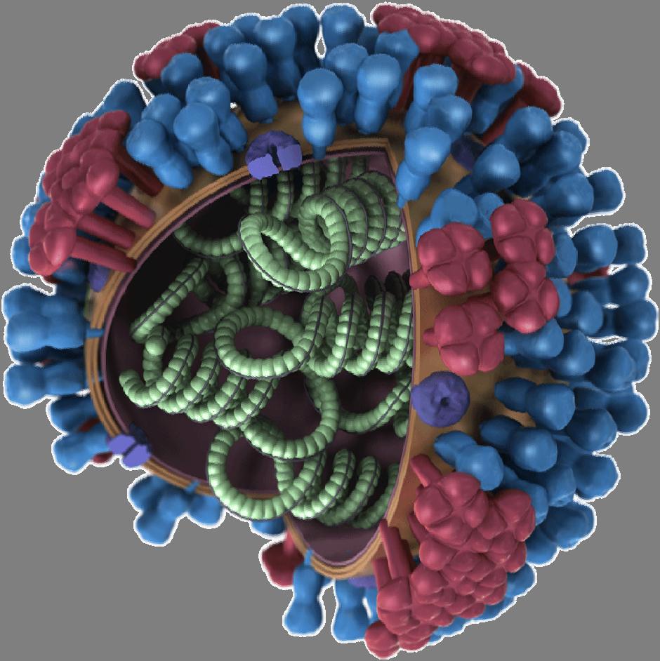 Influenza Virion Segmented RNA genome Hemagglutinin (HA): Cell attachment, membrane fusion