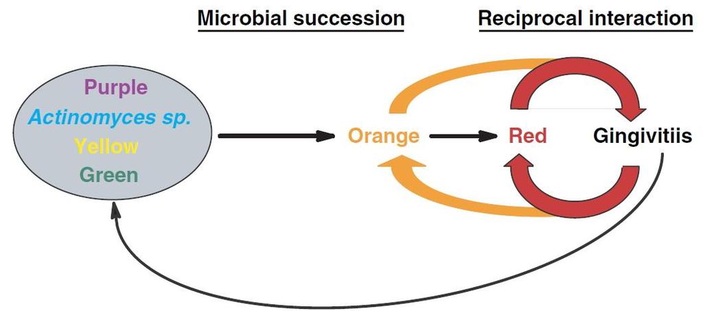 Gingival microbiota and gingival disease Many bacteria can live associated to the gingival