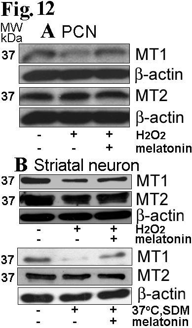 MT1 is lost/reduced in apoptotic cultured neurons
