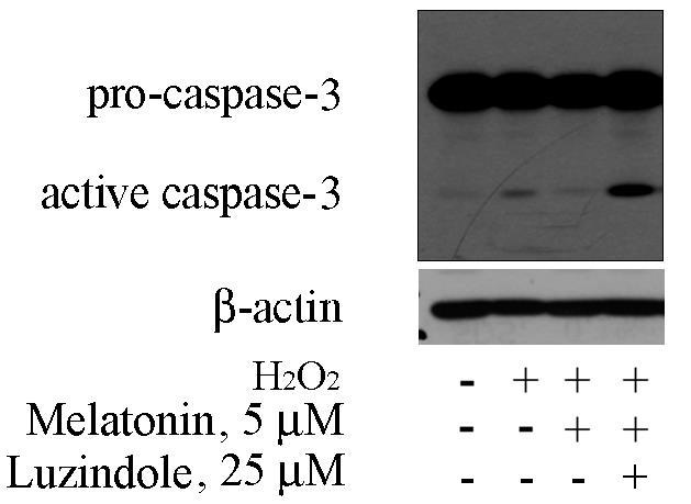 Melatonin, reduces the activation of caspase-3, while
