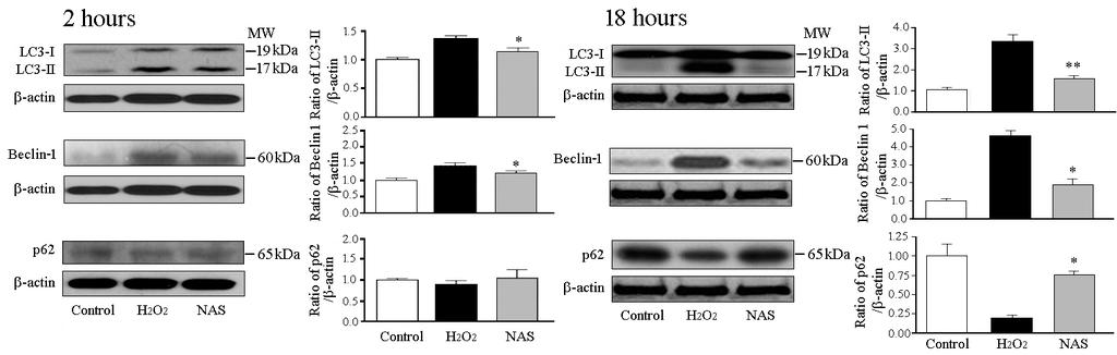 NAS offers neuroprotection through inhibiting autophagic cell death in cell model of