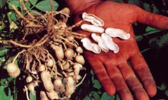 Calcium (Ca) Importance: Peanuts need a much higher surface soil (top 5-10 cm) calcium level than other crops. It is a major factor in kernel development and quality.