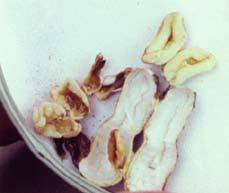 Boron (B) Importance: Boron deficiency can have severe effects on peanut yields and quality. Like calcium, most boron must be taken up directly from the soil by the developing pod.