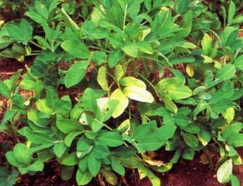 Situation for deficiency: Iron deficiency is most likely on calcareous soils or other soils with a ph of above 8.0. Waterlogging or too much lime in some soils can induce iron deficiency.