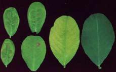 Manganese (Mn) Importance: Manganese deficiency or toxicity is unlikely, except in very high or very low ph soils respectively.